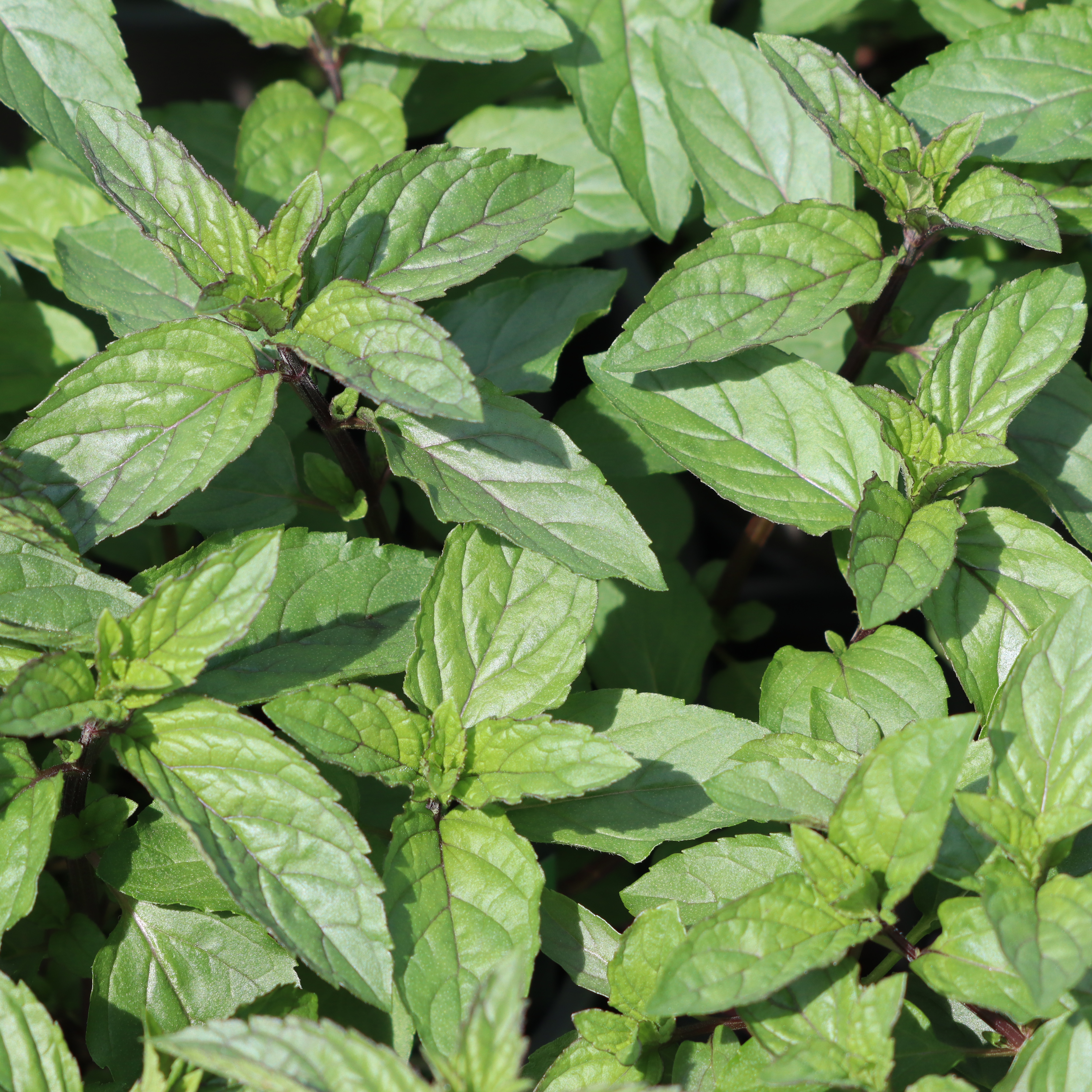 Mint Peppermint (Black)